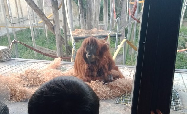 Photo of Orang- utan Island, Melbourne zoo