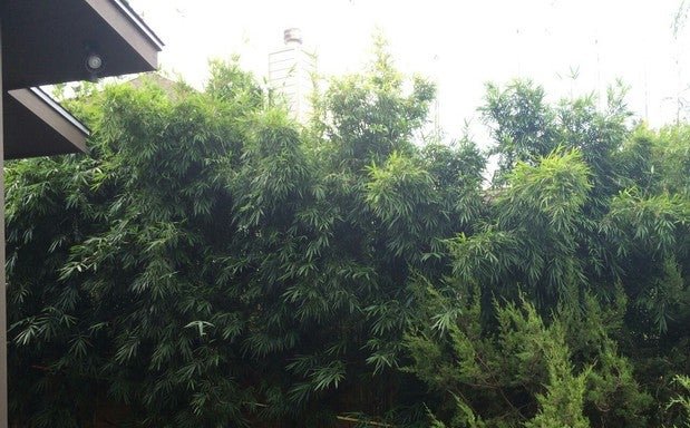 Photo of Bamboo Your Privacy