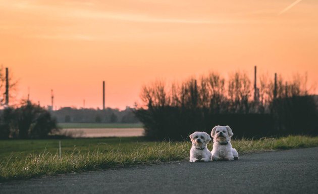 Foto von Mo's Hundetraining Köln