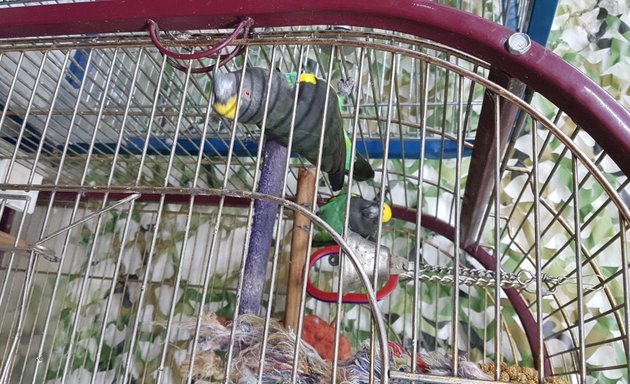 Photo of Birdman Parrot Rescue