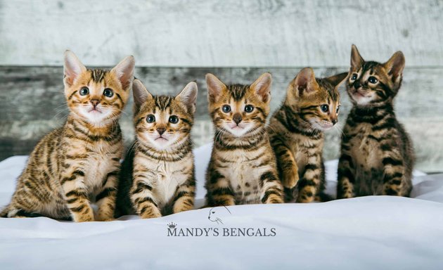 Photo of Mandy’s Bengals