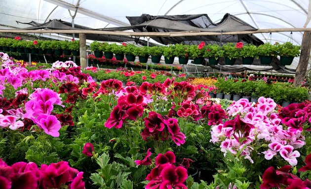 Foto de Laberintos Vivero Jardín