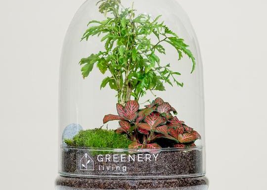 Foto von Flaschengarten von Greenery Living in Blumenfisch Store