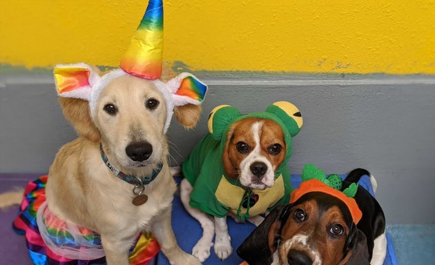 Photo of PlayBow Dog Daycare & Sleepovers