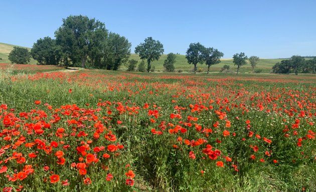 Photo of Poppy Campaign