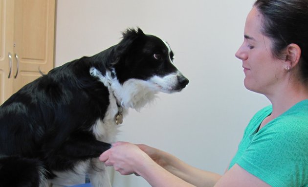 Photo of Dr. Ginette, Certified Animal Chiropractor