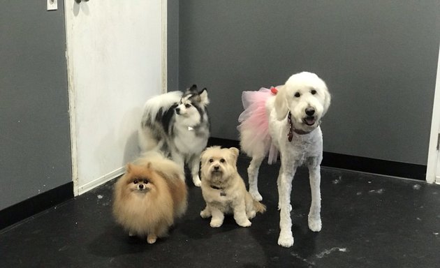 Photo of Alessandro Pet Spa