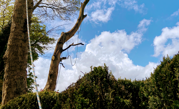 Photo of Wharfe Tree Services