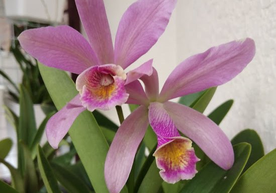 Photo of serdang orchid nursery