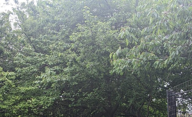 Photo of Clissold Park Tennis Courts