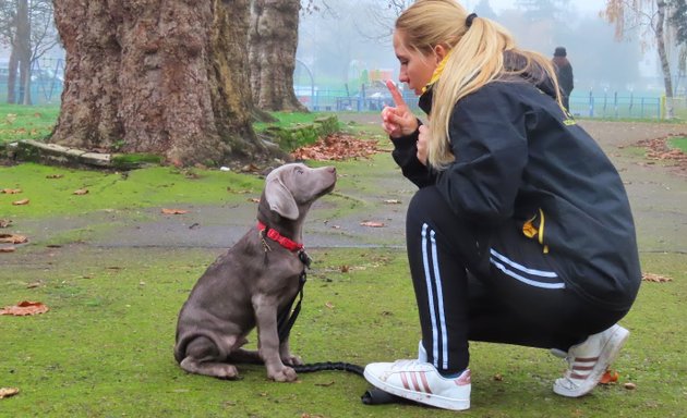 Photo of Victoria Dog Obedience Training