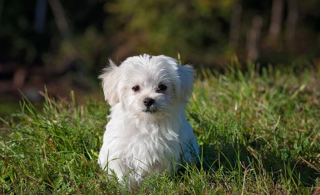 Photo of Canis Major Éducation Canine