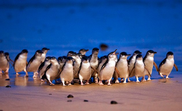 Photo of Phillip Island Tour - Penguin Island Tours