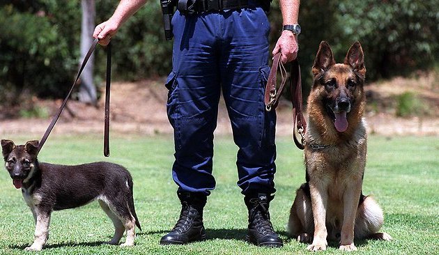 Photo of Dog Security