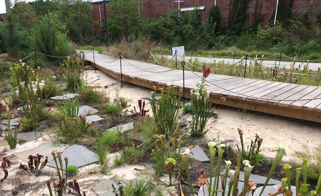 Photo of Longleaf Pine Garden