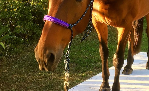 Photo of EquiTune - Equine Assisted Therapy. NDIS, Bitless Riding