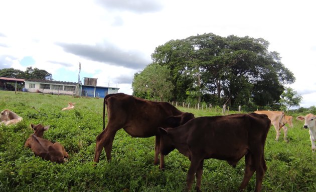 Foto de Consultorio Veterinario Unimascotas