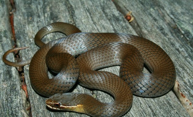 Photo of Snake Catchers Brisbane