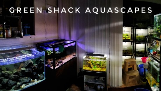 Photo of Green Shack Aquascapes