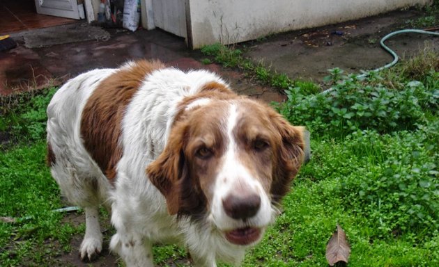 Foto de Consulta Veterinaria Bobby