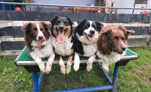 Foto von Hundeschule Liebenau ÖHV