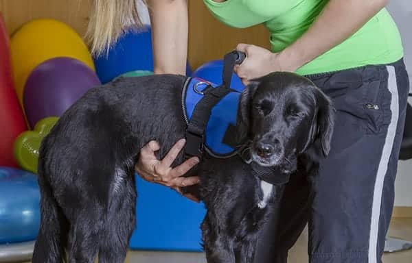 Photo of Australian College of Veterinary Nursing