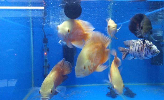Photo of Gp Fish World And Pets