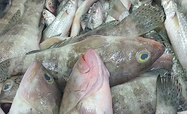 Photo of Siang Global Fish Trading