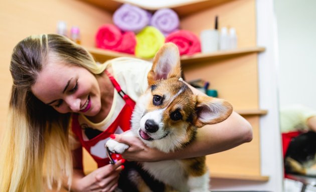 Photo of Grooming Loft Pet Salon
