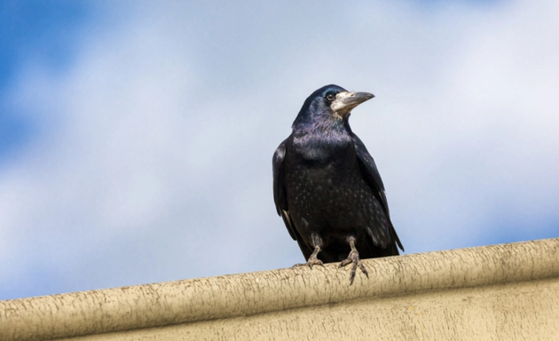 Photo of Castle Pest Control