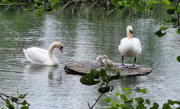 Photo of Waddon Ponds