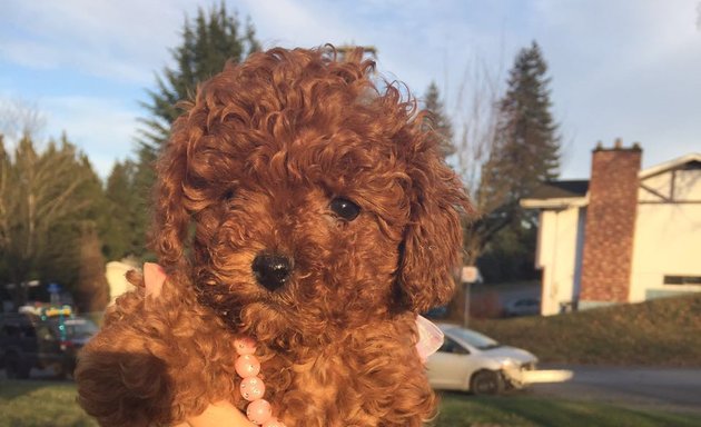 Photo of Bella's Red Toy Poodle