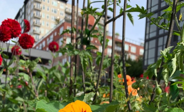 Photo of Belltown P-Patch Community Gardens