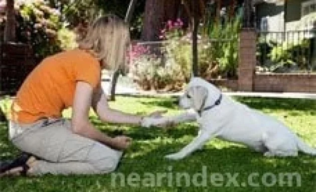 Photo of Bill Stavers Dog Training