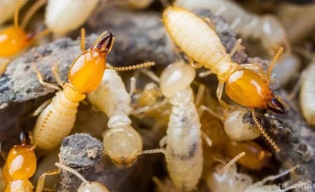 Photo of Prime Termite & Pest Control