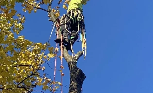 Photo of T Men Tree Expert Services