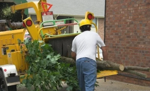 Photo of Bronx Tree service