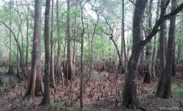Photo of USF Forest Preserve